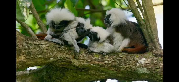 Cotton-topped tamarin (Saguinus oedipus) as shown in Seven Worlds, One Planet - South America